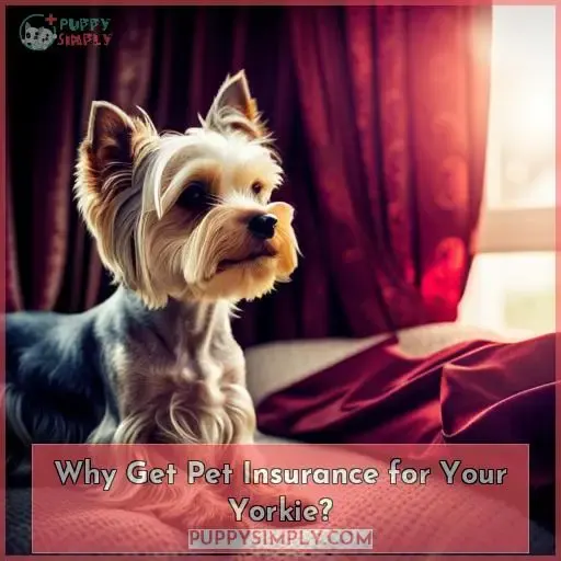 Why Get Pet Insurance for Your Yorkie