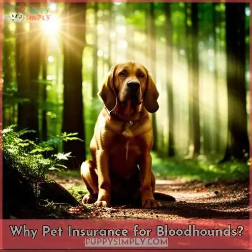 Why Pet Insurance for Bloodhounds