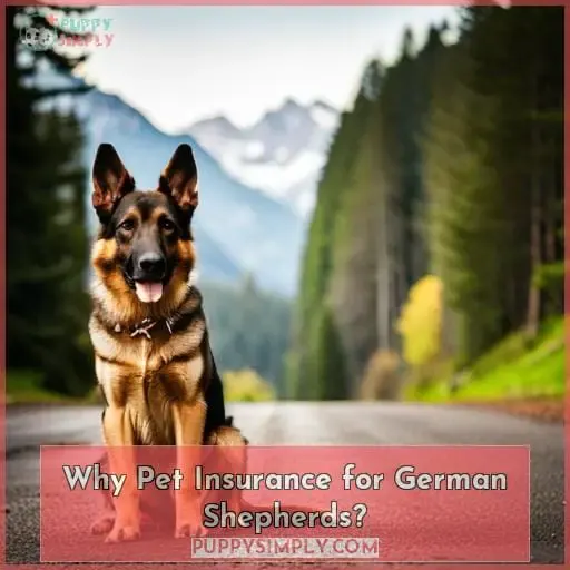 Why Pet Insurance for German Shepherds