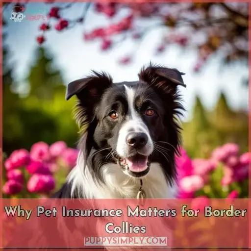 Why Pet Insurance Matters for Border Collies
