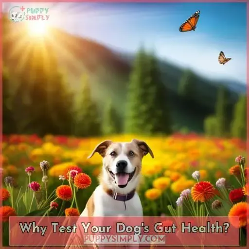 Why Test Your Dog