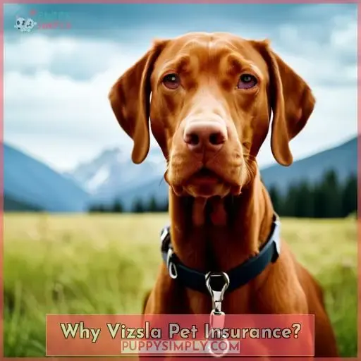 Why Vizsla Pet Insurance