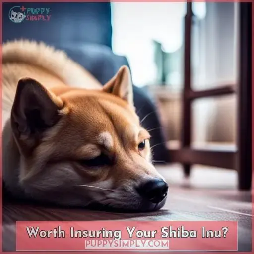 Worth Insuring Your Shiba Inu