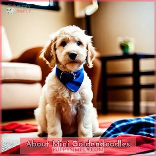 About Mini Goldendoodles