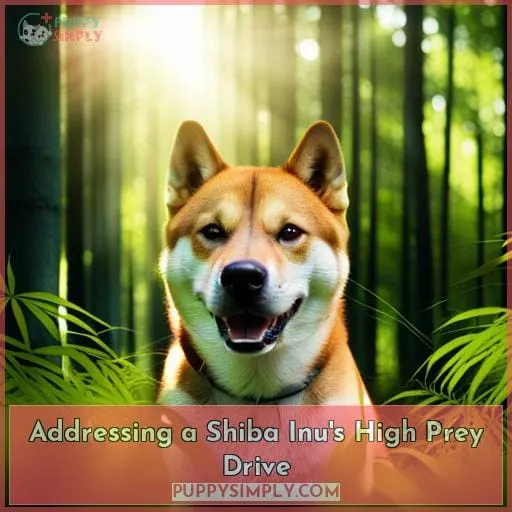 Addressing a Shiba Inu