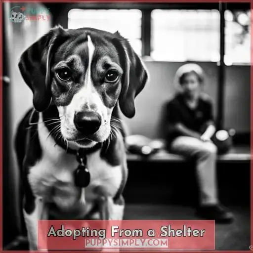 Adopting From a Shelter