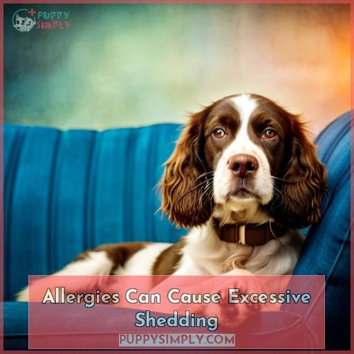 Allergies Can Cause Excessive Shedding