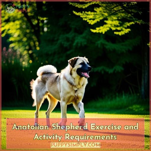 Anatolian Shepherd Exercise and Activity Requirements