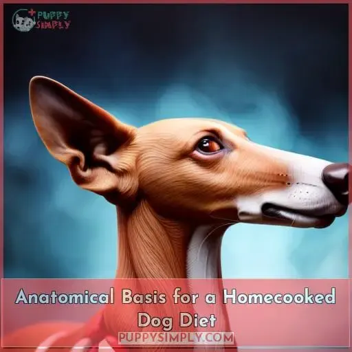 Anatomical Basis for a Homecooked Dog Diet