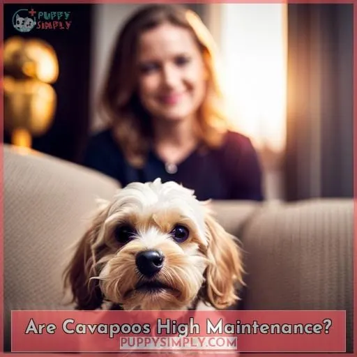 Are Cavapoos High Maintenance