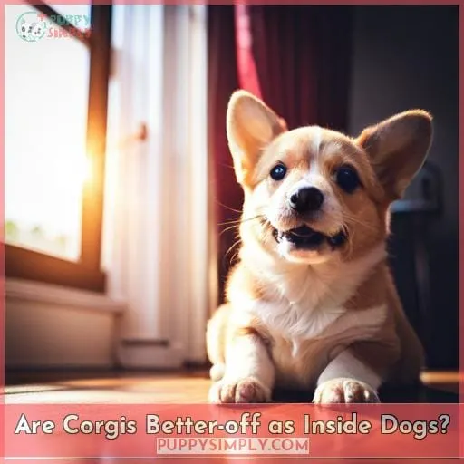 Are Corgis Better-off as Inside Dogs