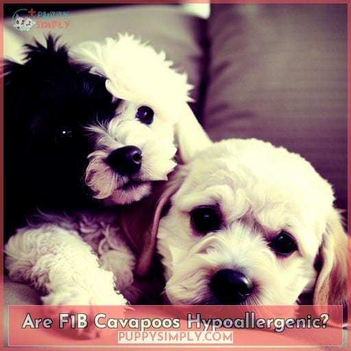 Are F1B Cavapoos Hypoallergenic