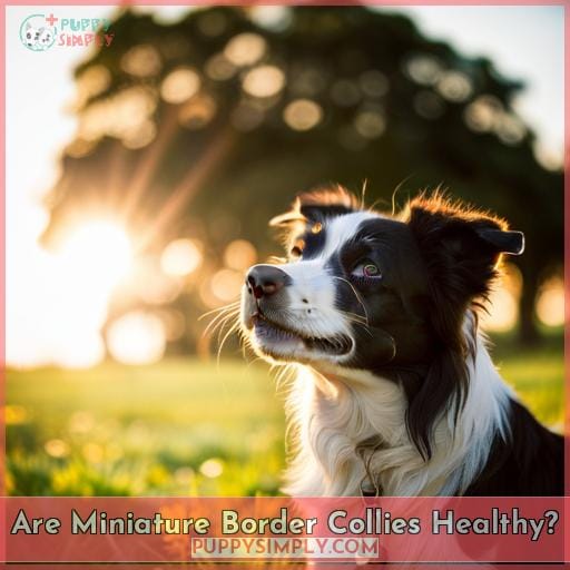 Are Miniature Border Collies Healthy