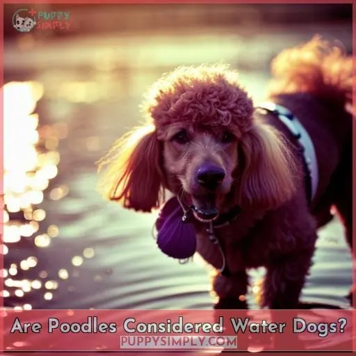 Are Poodles Considered Water Dogs