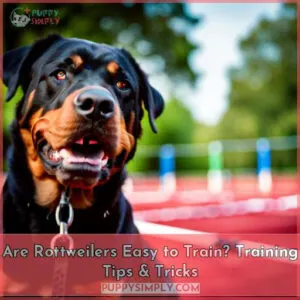 are rottweilers easy to train