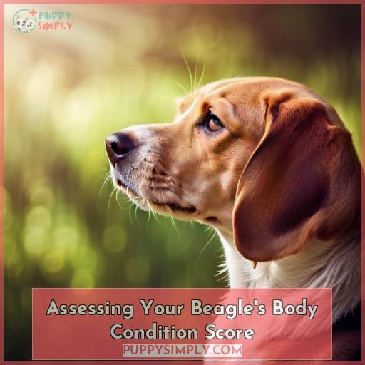 Assessing Your Beagle