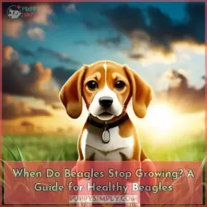 at what age do beagles stop growing