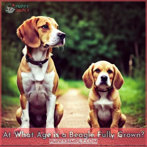 At What Age is a Beagle Fully Grown