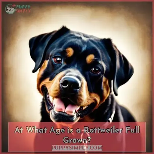 At What Age is a Rottweiler Full Grown