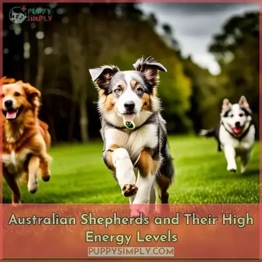 Australian Shepherds and Their High Energy Levels