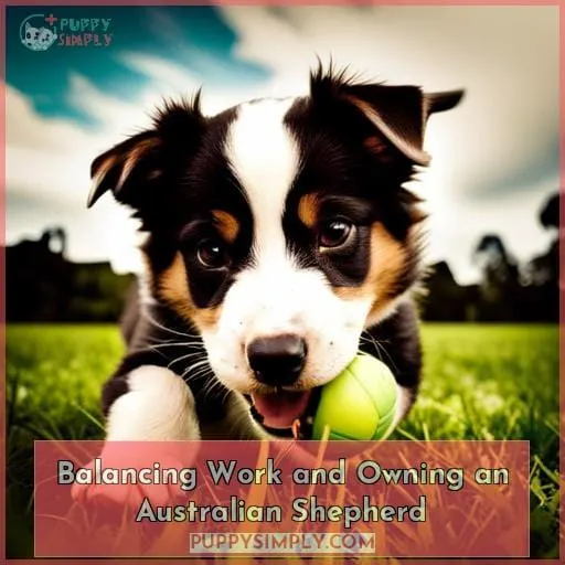 Balancing Work and Owning an Australian Shepherd