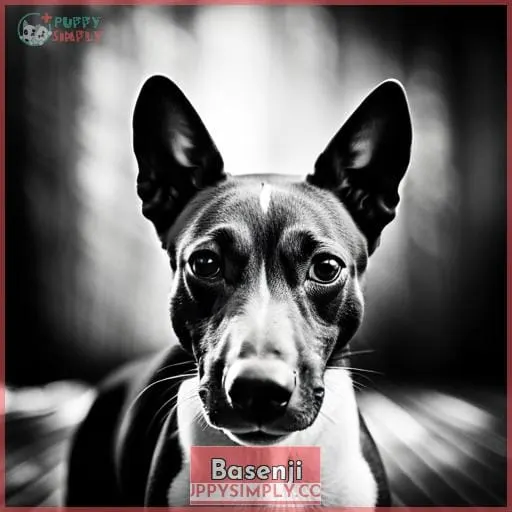 Basenji