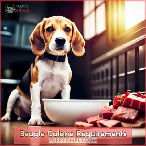 Beagle Calorie Requirements