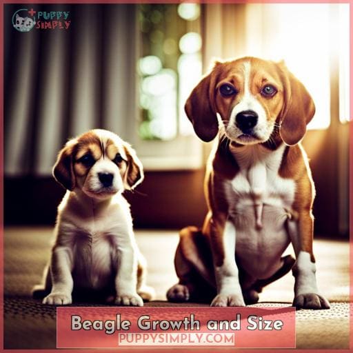 Beagle Growth and Size