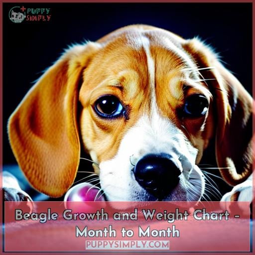 Beagle Growth and Weight Chart – Month to Month