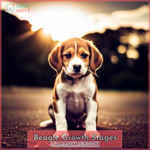 Beagle Growth Stages
