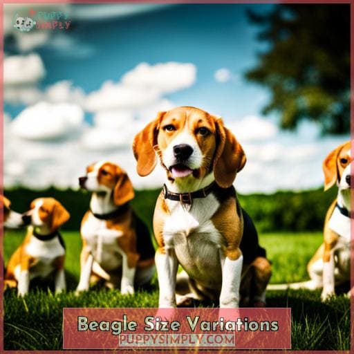 Beagle Size Variations