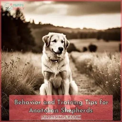 Behavior and Training Tips for Anatolian Shepherds