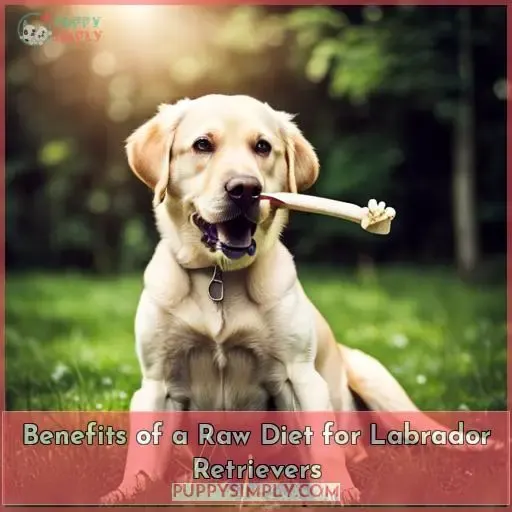 Benefits of a Raw Diet for Labrador Retrievers