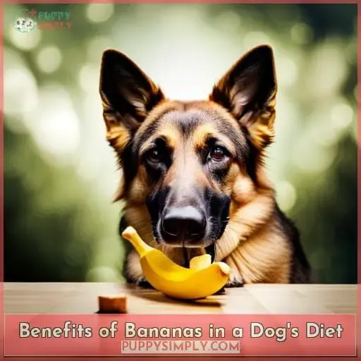 Benefits of Bananas in a Dog