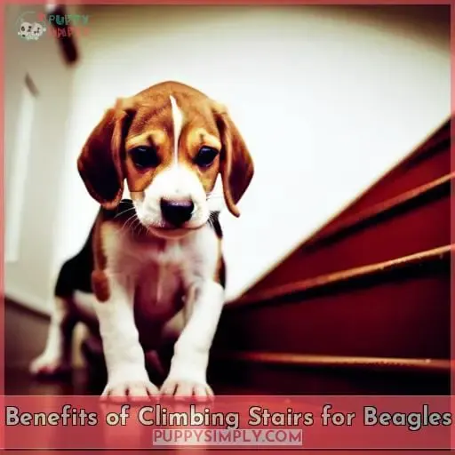 Benefits of Climbing Stairs for Beagles
