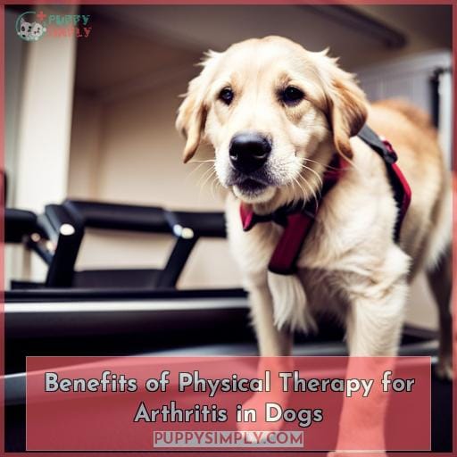 Benefits of Physical Therapy for Arthritis in Dogs