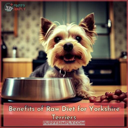 Benefits of Raw Diet for Yorkshire Terriers