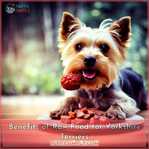 Benefits of Raw Food for Yorkshire Terriers