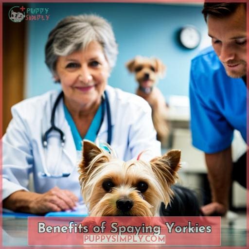 Benefits of Spaying Yorkies