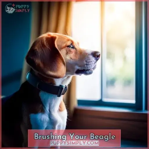 Brushing Your Beagle