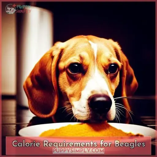 Calorie Requirements for Beagles