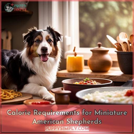 Calorie Requirements for Miniature American Shepherds