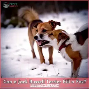 can a jack russell kill a fox