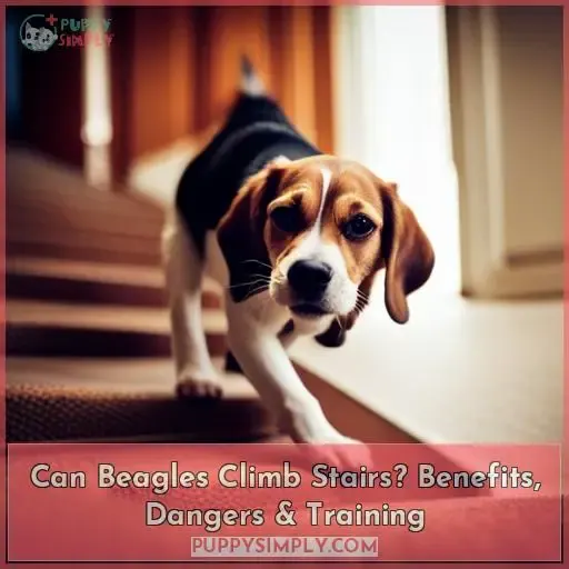 can beagles climb stairs
