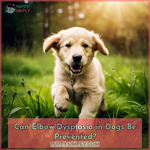 Can Elbow Dysplasia in Dogs Be Prevented