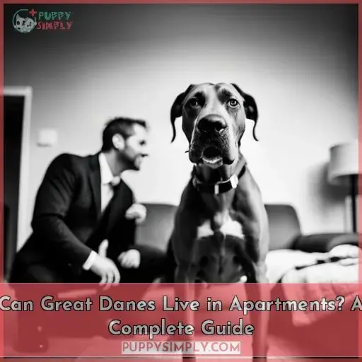 can great danes live in apartments a complete guide