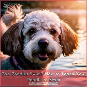 can poodles swim
