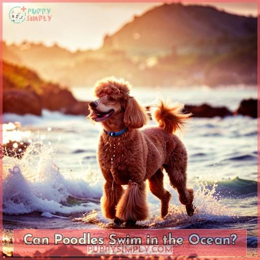 Can Poodles Swim in the Ocean