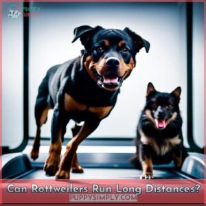 can rottweilers run long distances