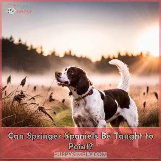 Can Springer Spaniels Be Taught to Point